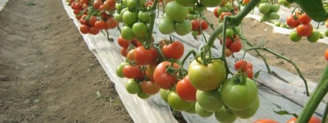 Hybrid tomato seeds: Productivity, disease resistance and adaptability Hybrid tomato seeds: Productivity, disease resistance and adaptability